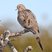 Mourning Dove